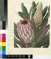 Protea lorifolia (Salisb. ex Knight) Fourc.
