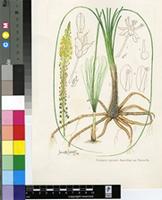 Bulbinella divaginata P.L.Perry