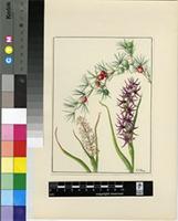 Asparagus compactus T.M.Salter