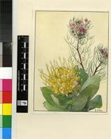 Leucospermum conocarpum (Thunb.) R.Br.