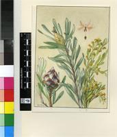 Leucadendron plumosum (Aiton) R.Br.