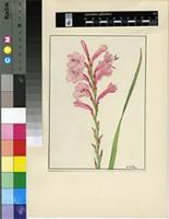 Watsonia starkeae L.Bolus