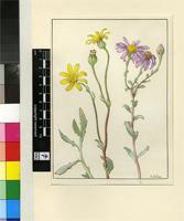 Othonna coronopifolia L.