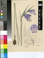 Gladiolus bullatus Thunb. ex G.J.Lewis