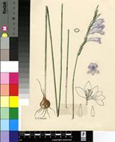 Gladiolus vaginatus F.Bolus
