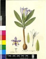 Babiana pauciflora G.J.Lewis