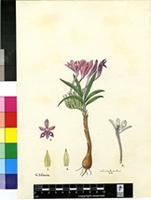 Babiana curviscapa G.J.Lewis