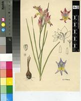 Gladiolus venustus G.J.Lewis