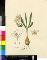 Freesia parva N.E.Br.