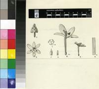 Thereianthus spicatus (L.) G.J.Lewis