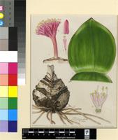 Haemanthus amarylloides sensu Baker