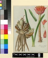 Haemanthus canaliculatus Levyns