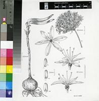Hessea speciosa Snijman