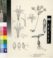 Strumaria watermeyeri L.Bolus subsp. watermeyeri