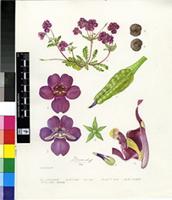 Diascia sp.