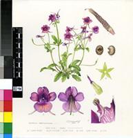 Diascia sp.