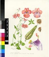 Diascia capsularis Benth.