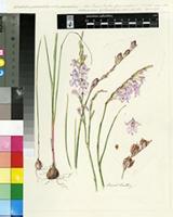 Gladiolus permeabilis D.Delaroche