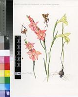 Gladiolus meridionalis G.J.Lewis
