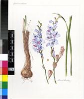 Gladiolus malvinus Goldblatt & J.C.Manning