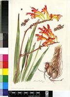 Crocosmia fucata (Herb.) M.P.de Vos