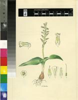 Lachenalia undulata Masson ex Baker