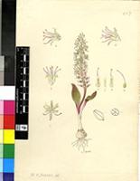 Lachenalia comptonii W.F.Barker