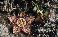 Orbea variegata (L.) Haw.