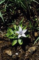 Craterocapsa tarsodes Hilliard & B.L.Burtt
