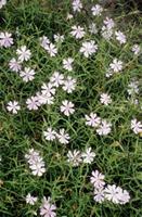 Silene undulata Aiton