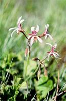 Pelargonium alchemilloides (L.) L'Hér.