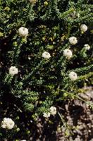 Selago corymbosa L.
