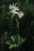 Anemone fanninii Harv. ex Mast.