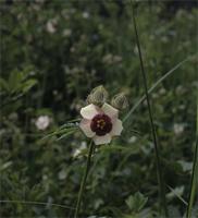 Hibiscus cannabinus L.