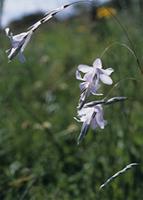 Dierama argyreum L.Bolus