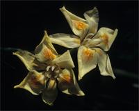 Dietes flavida Oberm.