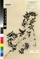Isotype of Pavetta gracilifolia Bremek. [family RUBIACEAE]