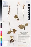 Filed as Holothrix orthoceras (Harv.) Rchb.f. [family ORCHIDACEAE]