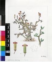 Tylecodon buchholzianus (Schuldt & P.Stephan) Toelken