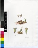 Tylecodon occultans (Toelken) Toelken