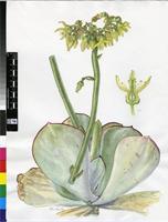 Cotyledon cuneata Thunb.