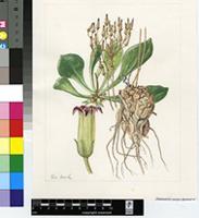 Tylecodon atropurpureus Bruyns