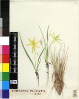 Empodium elongatum (Nel) B.L.Burtt