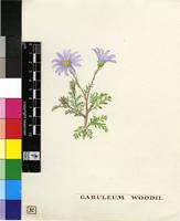 Garuleum woodii Schinz