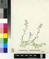 Lobelia corniculata Thulin