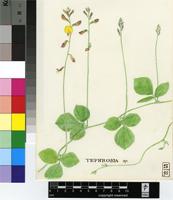 Rhynchosia caribaea (Jacq.) DC.
