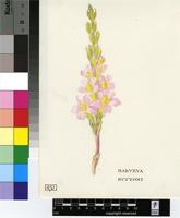 Harveya huttonii Hiern
