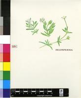 Delosperma sp.
