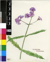 Verbena venosa Gillies & Hook.