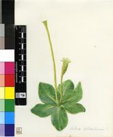 Gerbera piloselloides (L.) Cass.